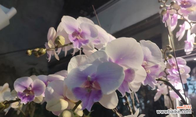 兰花的笑容花语是什么?兰花的养护技巧是什么?