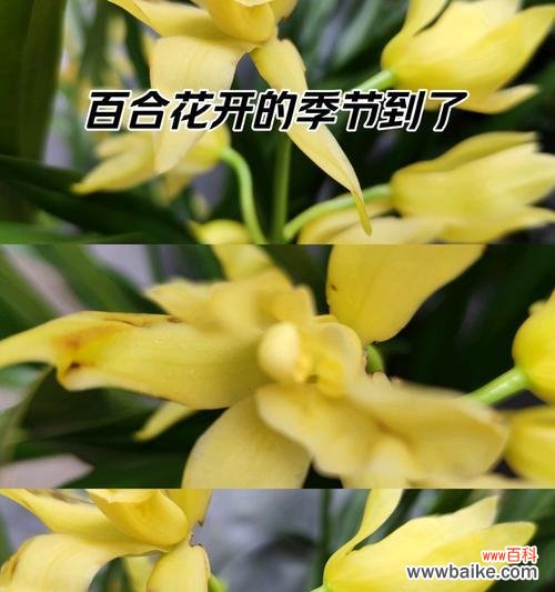 兰花的笑容花语是什么?兰花的养护技巧是什么?