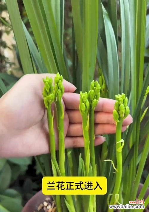 兰花的笑容花语是什么?兰花的养护技巧是什么?