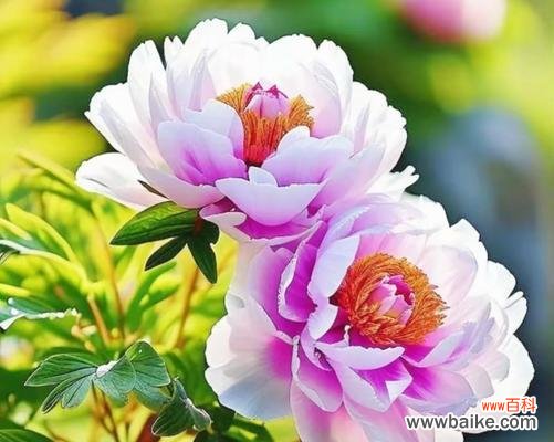 国花牡丹的花语寓意代表什么?