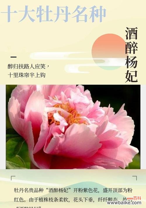 国花牡丹的花语寓意代表什么?