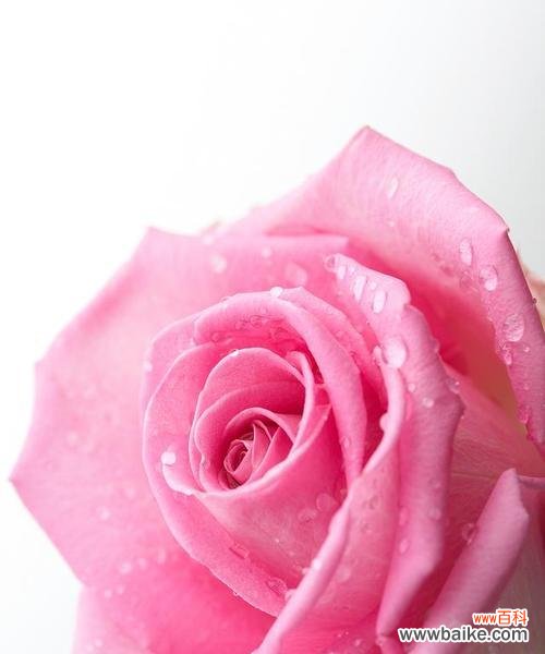 大朵缠花玫瑰代表什么？花语有何深意？