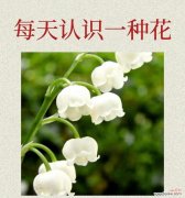 兰黛花的花语代表什么含义？