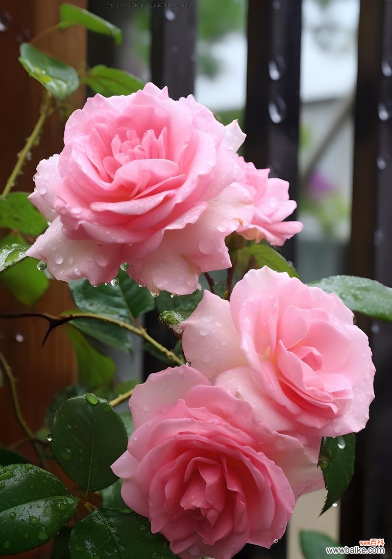 粉色玫瑰的花语是什么？这种颜色的玫瑰有何特别含义？