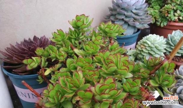 海绵多肉植物的花语有何特别之处？它在多肉爱好者中意味着什么？