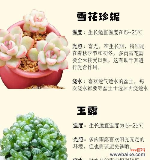 海绵多肉植物的花语有何特别之处？它在多肉爱好者中意味着什么？
