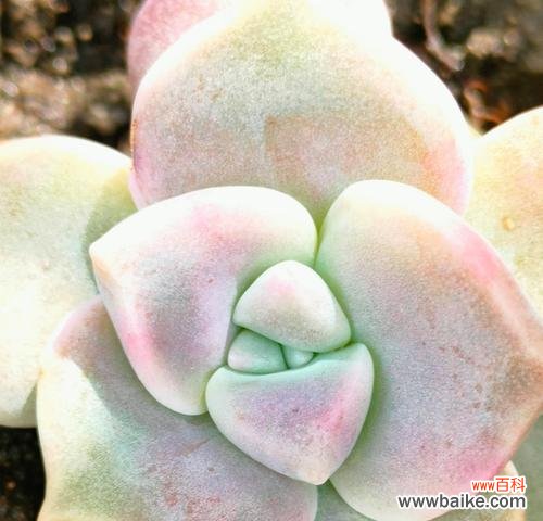 海绵多肉植物的花语有何特别之处？它在多肉爱好者中意味着什么？