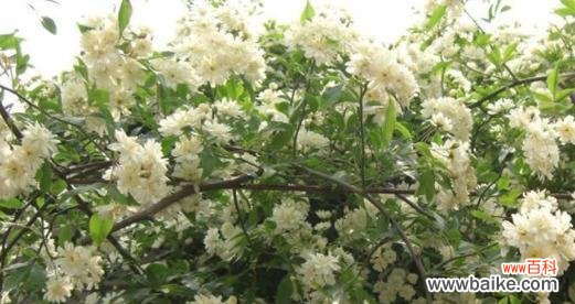 探究七里香花的含义及象征 七里香的花语与意义