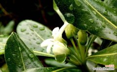 探究七里香花的含义及象征 七里香的花语与意义