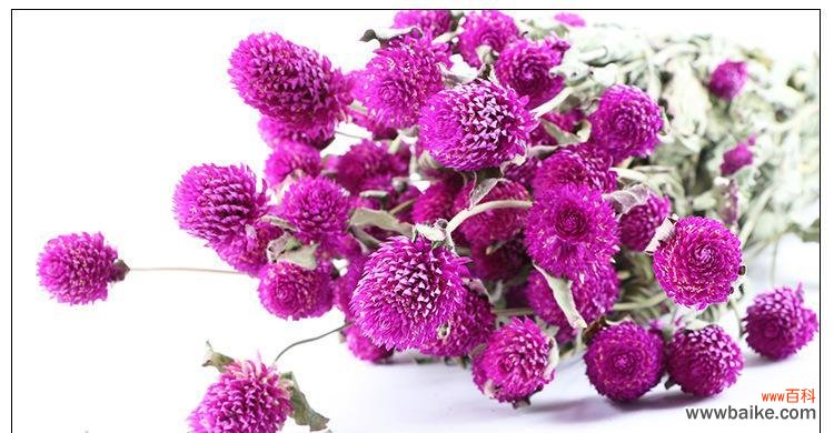 红色的守望,千年的传承 千日红