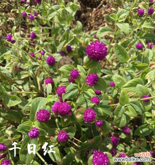 红色的守望,千年的传承 千日红