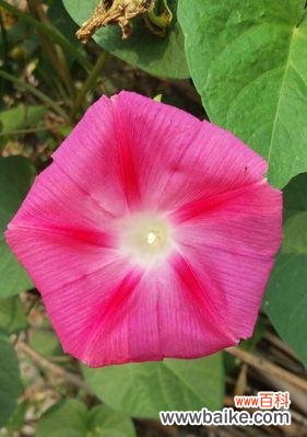 传递爱情与期待的牵牛花，美丽而坚强 牵牛花