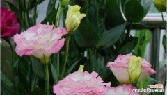 千日粉花语揭示的生命和希望 千日粉花语之美——春天的象征