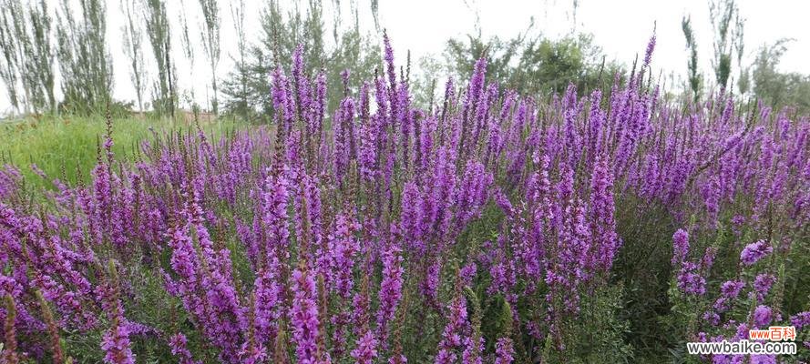 盛开于秋天的美丽与坚韧 千屈菜的花语与寓意