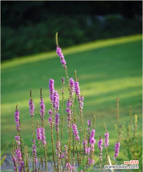 盛开于秋天的美丽与坚韧 千屈菜的花语与寓意