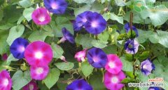 揭示牵牛花的美丽寓意 牵牛花的寓意与象征