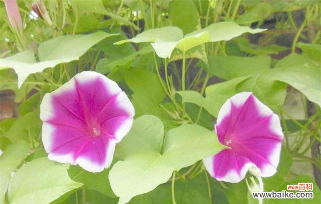 揭示牵牛花的美丽寓意 牵牛花的寓意与象征