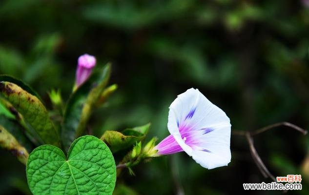 牵牛花的花语及寓意 牵牛花