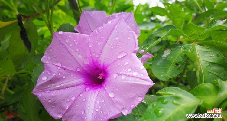 牵牛花的花语及寓意 牵牛花