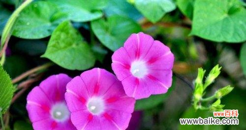 探寻牵牛花的象征与意义 牵牛花的花语与寓意