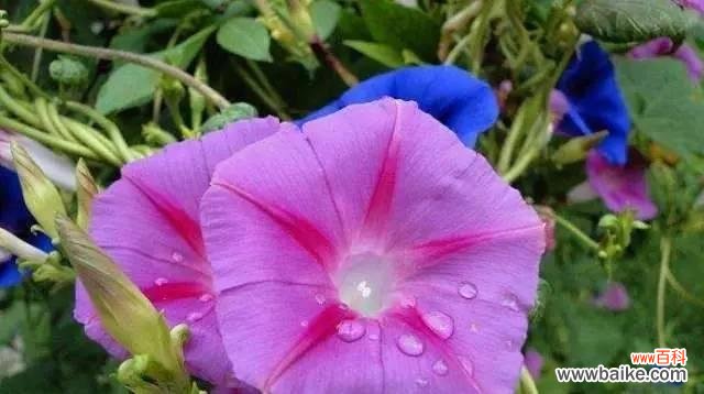 探寻牵牛花的象征与意义 牵牛花的花语与寓意