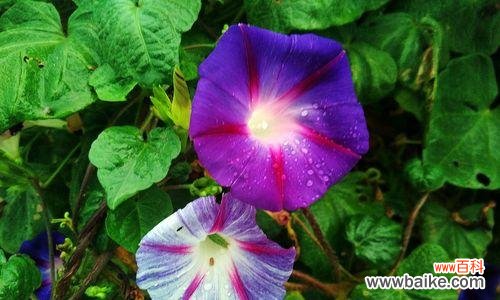 揭秘牵牛花的意义与神话故事，探寻其中的奥秘 牵牛花的花语与传说