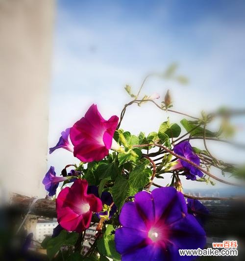 揭秘牵牛花的意义与神话故事，探寻其中的奥秘 牵牛花的花语与传说