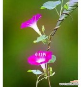 揭秘牵牛花的意义与神话故事，探寻其中的奥秘 牵牛花的花语与传说