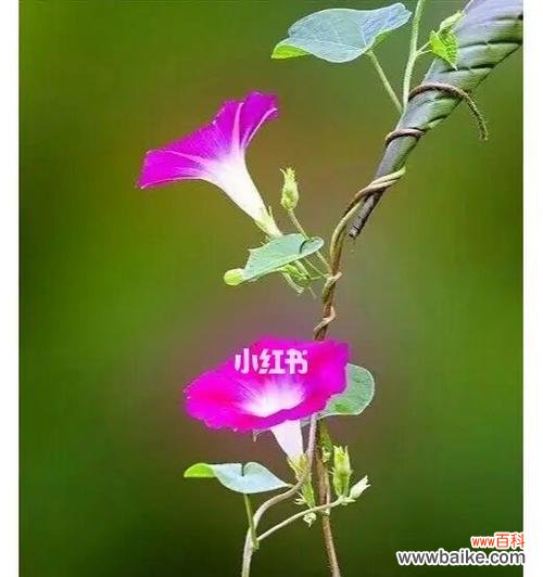 揭秘牵牛花的意义与神话故事，探寻其中的奥秘 牵牛花的花语与传说