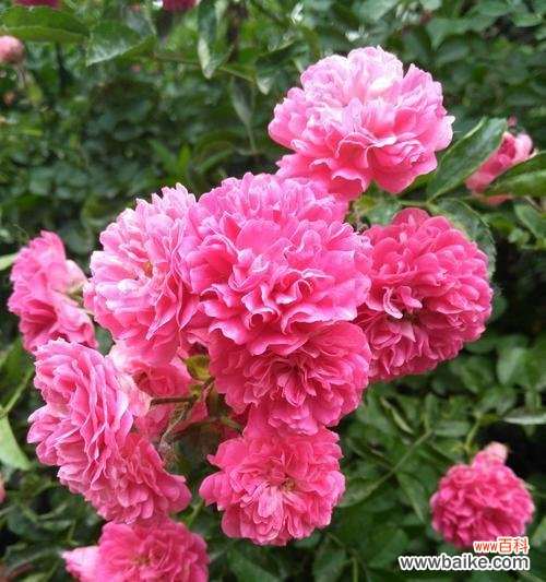 探索蔷薇花的花语与寓意，解读这美丽的花朵 蔷薇之花