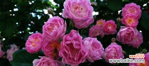 探索蔷薇花的花语与寓意，解读这美丽的花朵 蔷薇之花