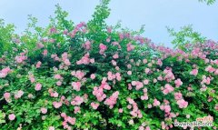 探索白蔷薇背后的深刻含义 白蔷薇的花语及意义