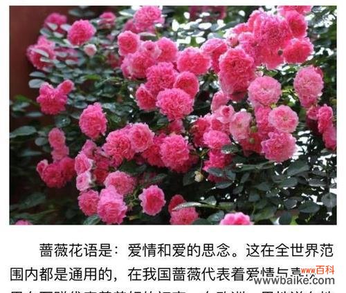 传递爱的信念,传达真实的心声 白蔷薇的花语