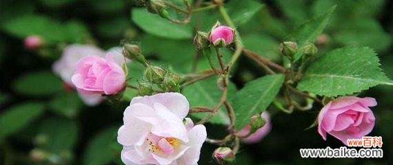 传递爱的信念,传达真实的心声 白蔷薇的花语