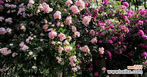 探寻蔷薇花语的深层含义 蔷薇花语与其象征意义