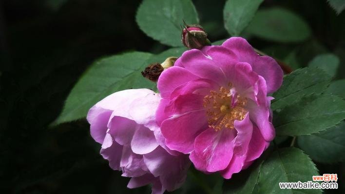 探寻蔷薇花语的深层含义 蔷薇花语与其象征意义