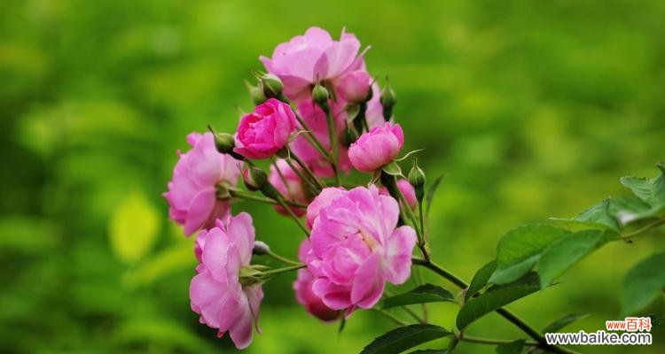 探寻蔷薇花语的深层含义 蔷薇花语与其象征意义