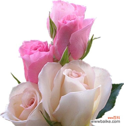 探寻浅粉色玫瑰的花语，传递爱与美的神奇力量 浅粉色玫瑰花语的含义及传达情感的艺术