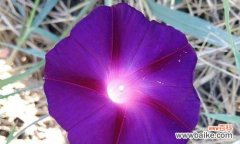 揭示牵牛花的神秘面纱，解读花语寄托 牵牛花的花语与寓意