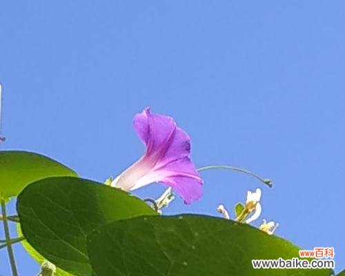 揭示牵牛花的神秘面纱,解读花语寄托 牵牛花的花语与寓意