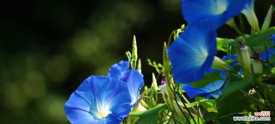 揭示牵牛花的神秘面纱,解读花语寄托 牵牛花的花语与寓意