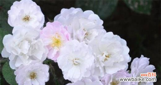 了解蔷薇花的象征与意义 蔷薇花的花语与寓意