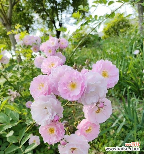 了解蔷薇花的象征与意义 蔷薇花的花语与寓意