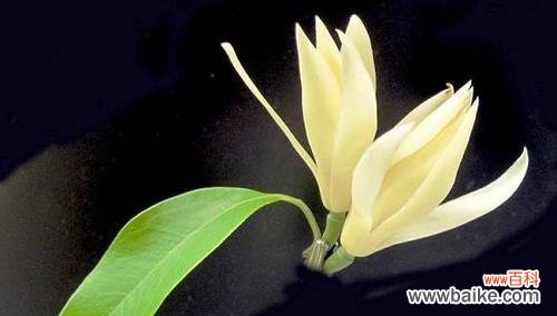 探索白兰花的深刻内涵 白兰花的花语与意义