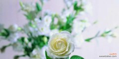 探寻白玫瑰的花语与意义 白玫瑰的花语