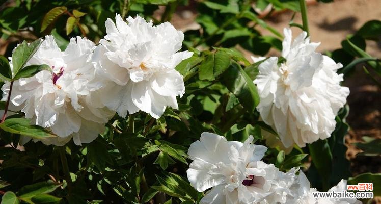 白牡丹的花语及其传承的文化精髓 白牡丹花语——纯洁与高尚的象征