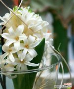 神秘纯洁 白色风信子的花语