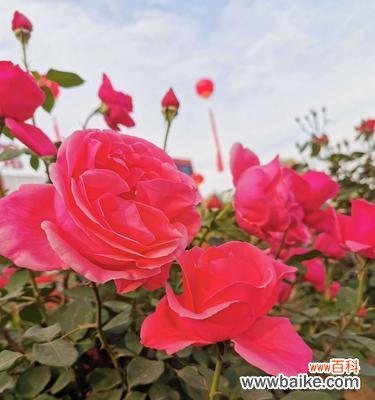 探秘白色月季花的美与意义 白色月季花的花语与象征意义