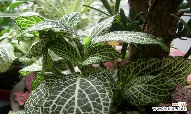 探寻花朵的心语与意义 白网纹草花语之美