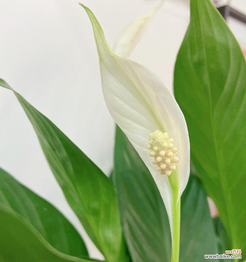 探索白掌花语的含义及象征 白掌的花语是什么